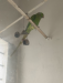 green parrot